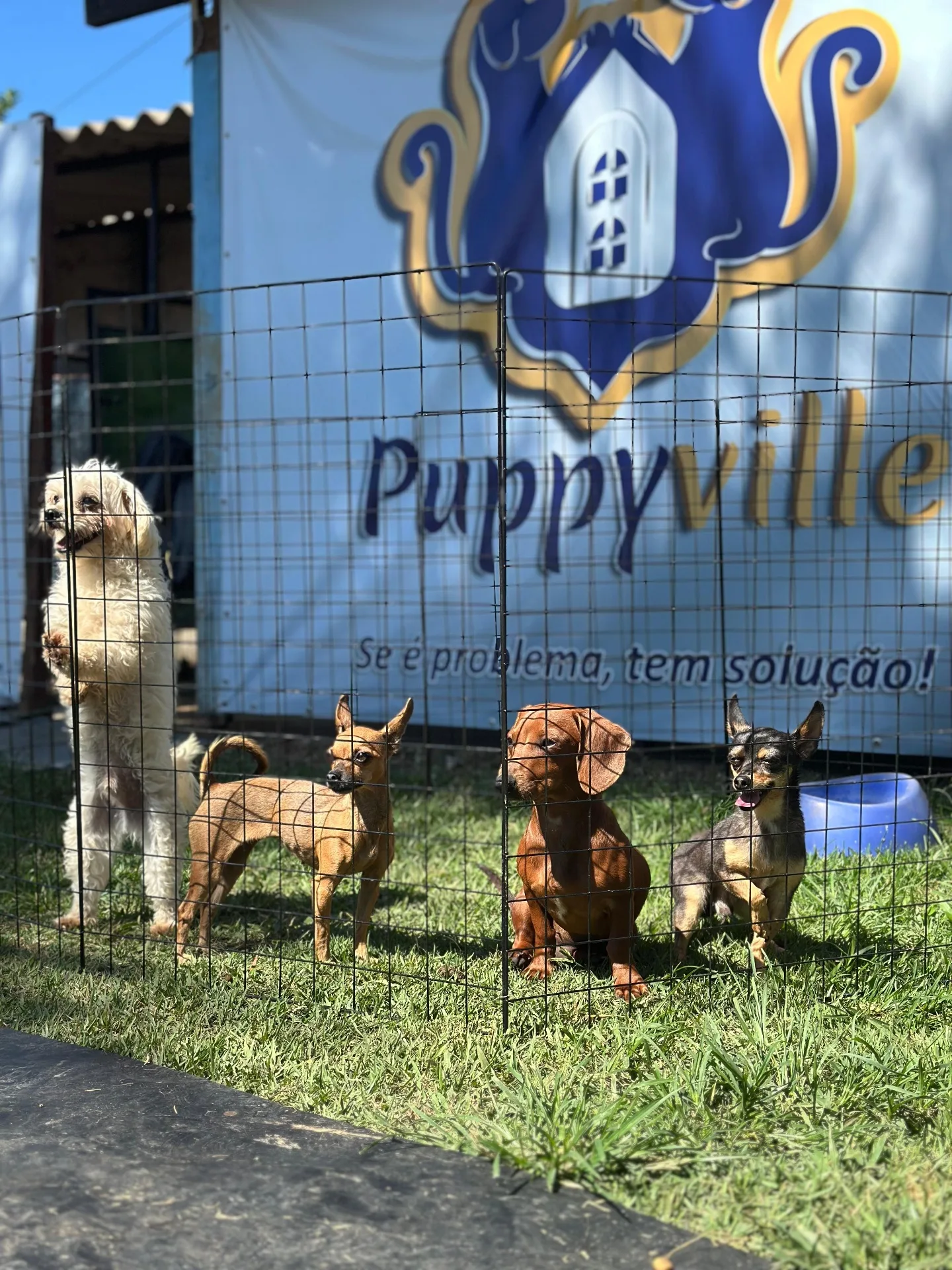 Cães em área segura e supervisionada da Puppyville