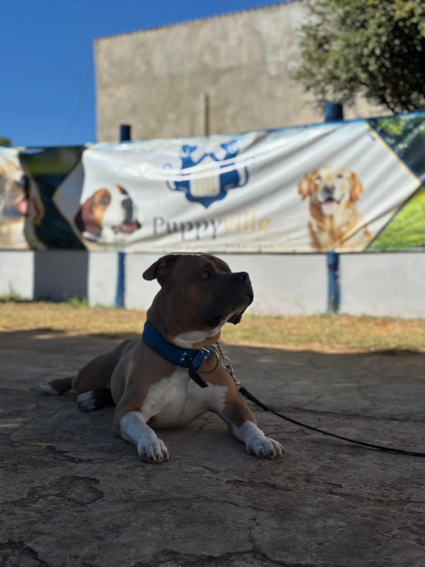 Ambiente seguro e controlado da Puppyville