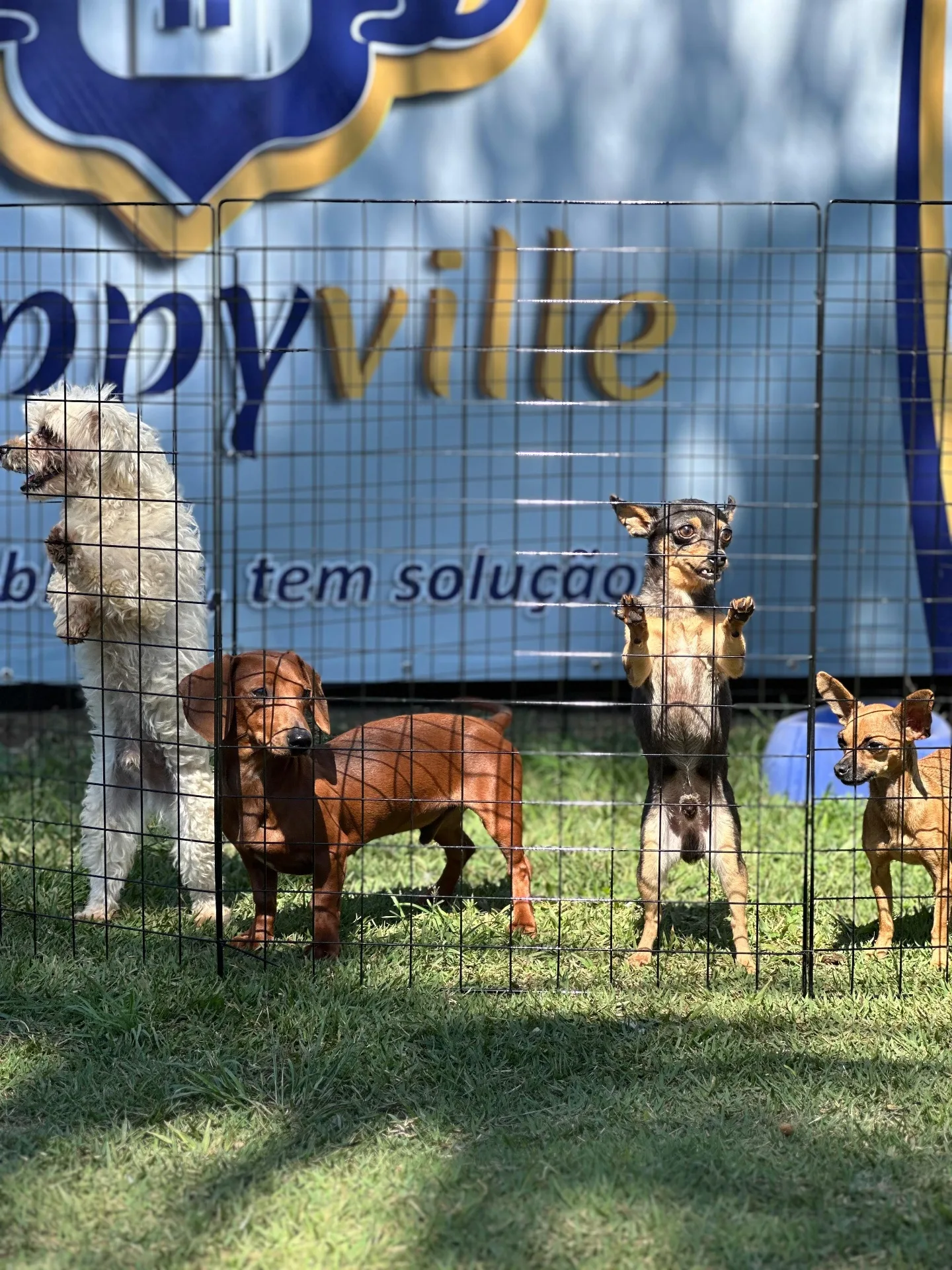 Cães socializando com segurança no hotelzinho da Puppyville em Arniqueiras/DF